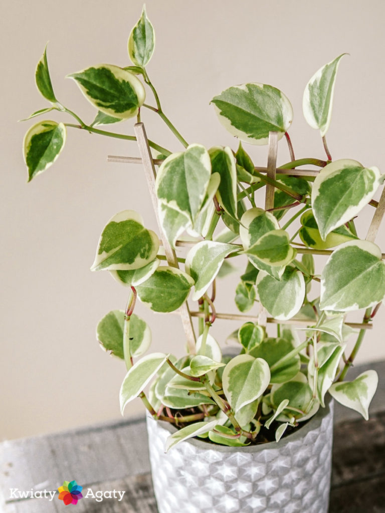 Peperomia pnąca (Variegata) Kwiaty Agaty