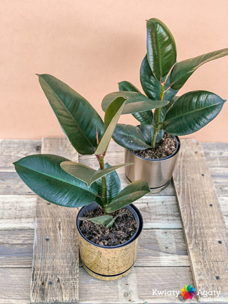 Ficus Lyrata - Rubberboom 27cm 140cm - Verse Kamerplant, Direct van de