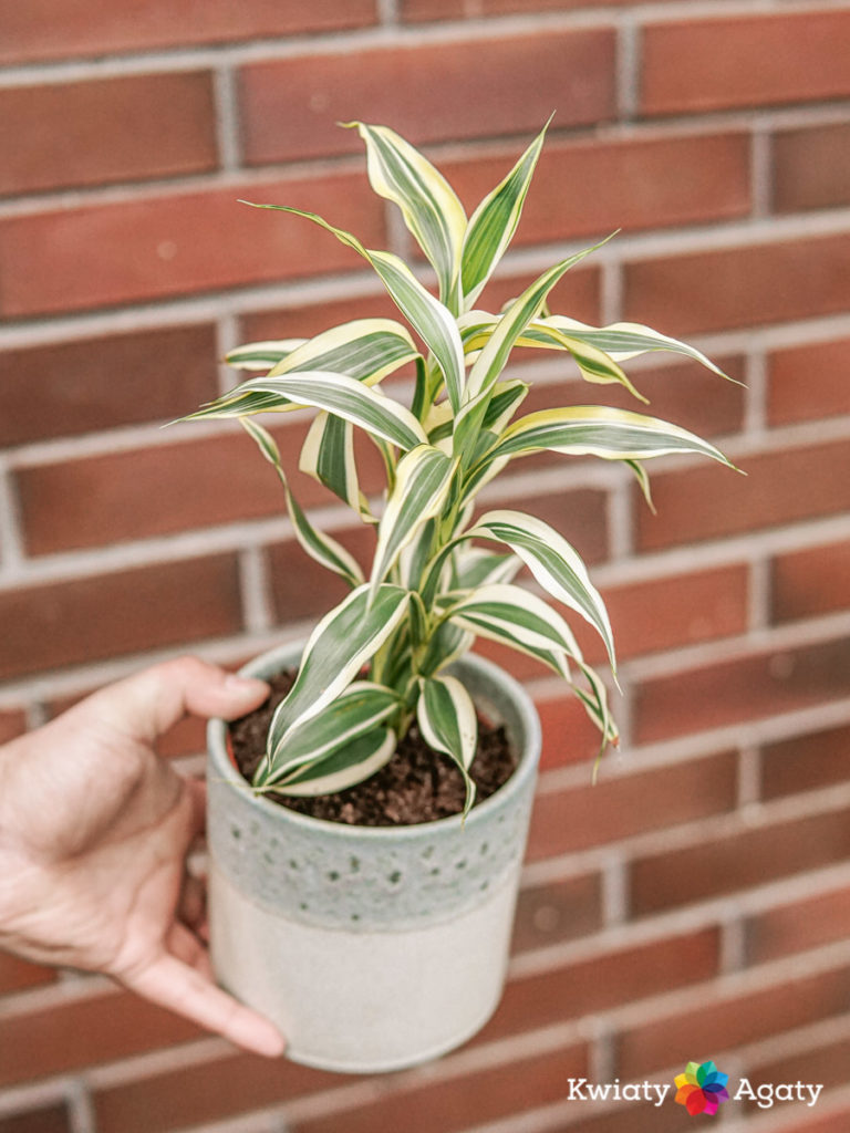 Dracaena Sanderiana (Dracena Sandera) Kwiaty Agaty
